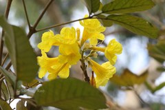 Handroanthus chrysotrichus